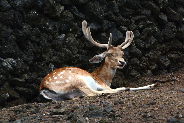 Azores, The Island of Pico, The Deer on the Rest