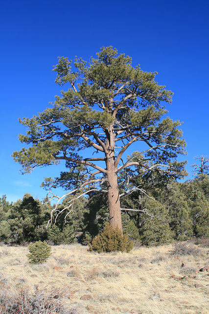 Big Pine