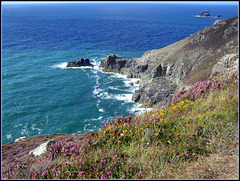 St Agnes Head, gorse and heather, for Pam.
