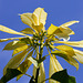 154/365 White Poinsettia