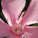 Fleur de laurier-rose (nerium oleander)