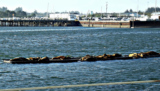 Sea lion platforms