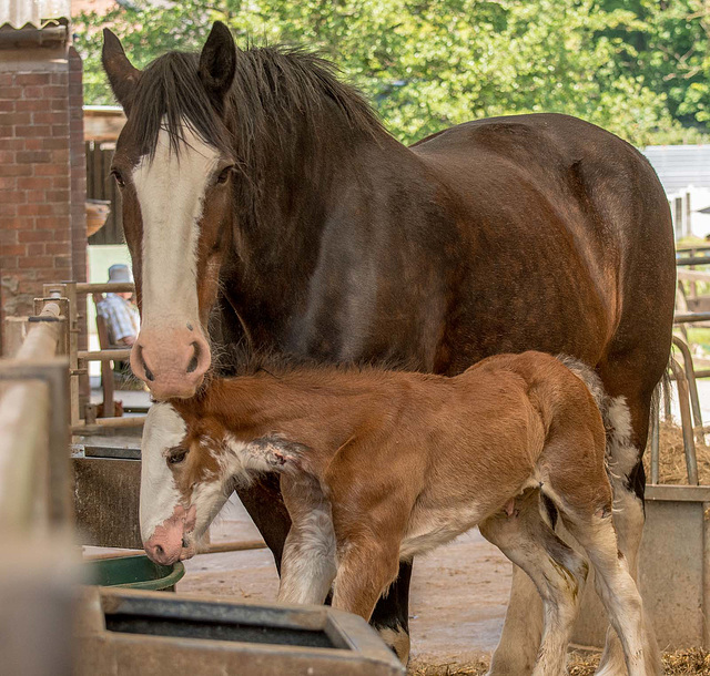 Foal with its mother4