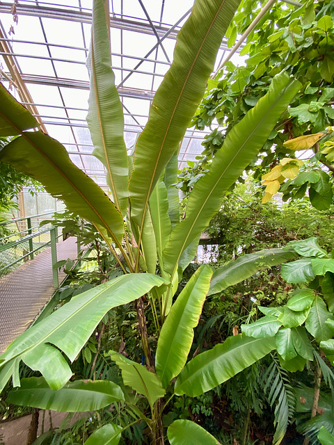 Hortus Botanicus 2020 – Banana plant