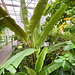 Hortus Botanicus 2020 – Banana plant