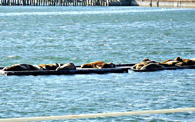 Sea lions, Crescent City