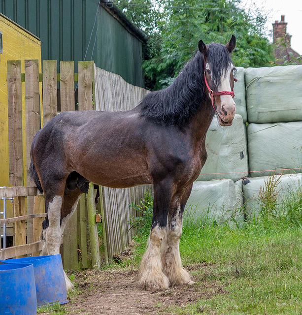 From Cotebrook shire horse centre.2jpg