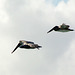 Dominican Republic, A Pair of Pelicans in Flight