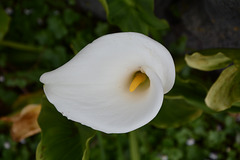 Azores, The Island of Pico, Giant White Arum Lilly