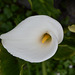 Azores, The Island of Pico, Giant White Arum Lilly