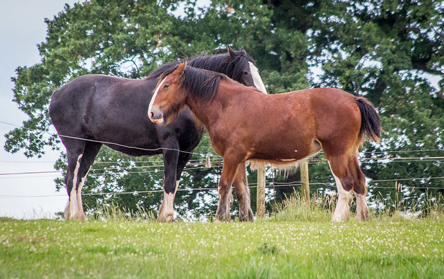 From Cotebrook shire horse centre.57jpg