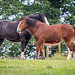 From Cotebrook shire horse centre.57jpg