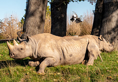 Rhinos7