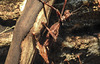20200301 6606CPw [D~MS] Australische Gespenstschrecke, Zoo,  Münster