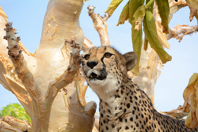 Namibia, Portrait of a Cheetah on a Tree in the Otjitotongwe Guest Farm