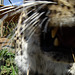Amur Leopard attacking my camera!