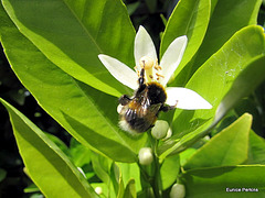 Bee on Tangelo Bush.