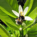 Bee on Tangelo Bush.