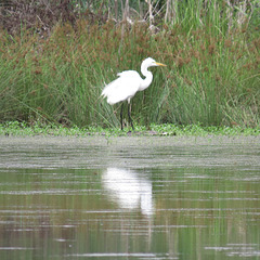 Great egret by the pond