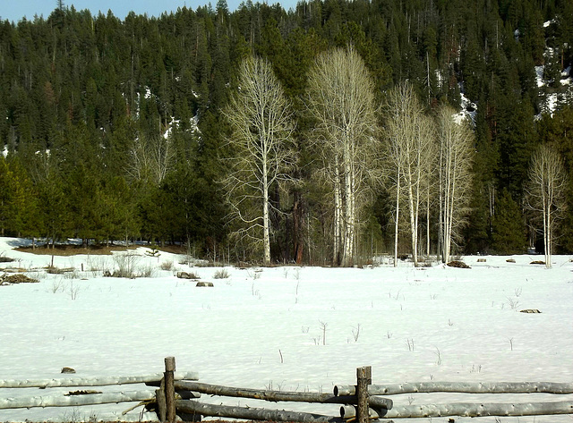 Aspen and pine landscape