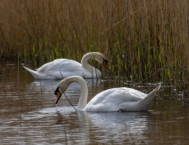 Swans at Burton Mere b5