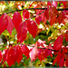 Leaves in autumn, red.  ©UdoSm