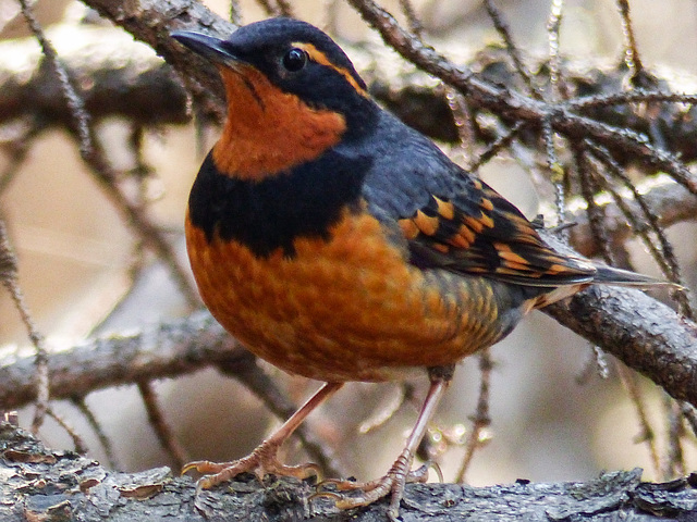 Varied Thrush