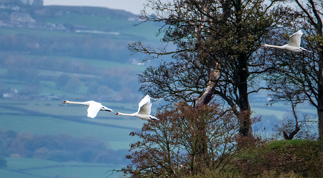 Swans coming into Burton wetlands
