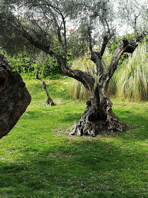 Gnarled olive tree.