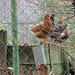 highly composed chickens (HFF!)