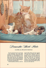 Kittens and Cats (6), 1957