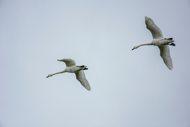 Swans over Burton Wetlands
