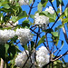 The white lilac has such a gorgeous scent