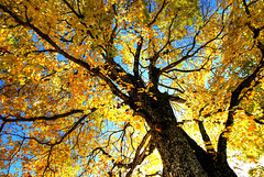 Herbst an- und unter den Bäumen... ©UdoSm