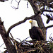 Bald Eagle on Nest