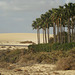 Fuerteventura: Palmen und Dünen