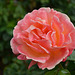 Powerscourt Gardens, Pink Rose