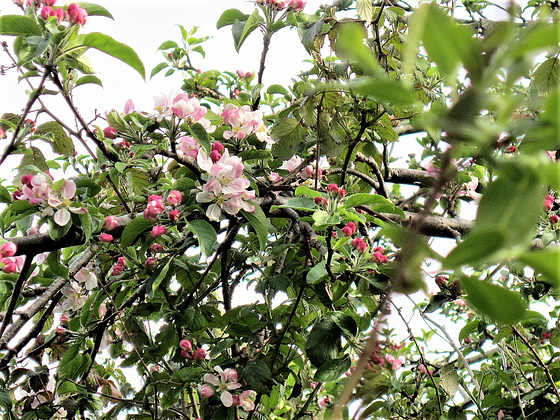 The apple blossom on the crabapple tree