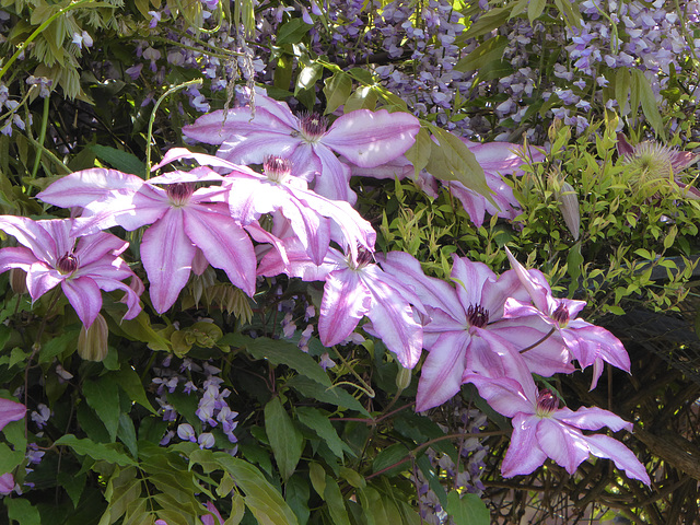Clematis flowers with Wisteria