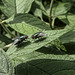 Two 'greenbottle' flies consulting