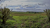 Binton fields panorama