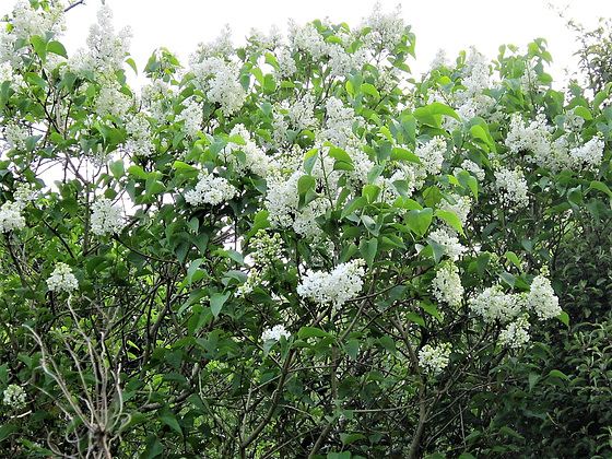 The white lilac has just flowered