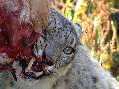 Really, don't stroke the snow leopard