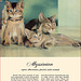 Kittens and Cats (7), 1957