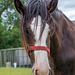 From Cotebrook shire horse centre49