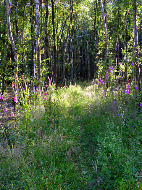 a Forest full of Digitalis