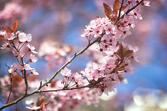 Kirschblüten- Hanami