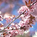 Kirschblüten- Hanami