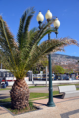 Palme auf der Promenade beim Busbahnhof