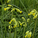 Cowslips in the woodland